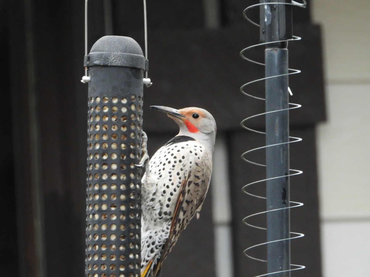Northern Flicker (Red-shafted) - ML619531405