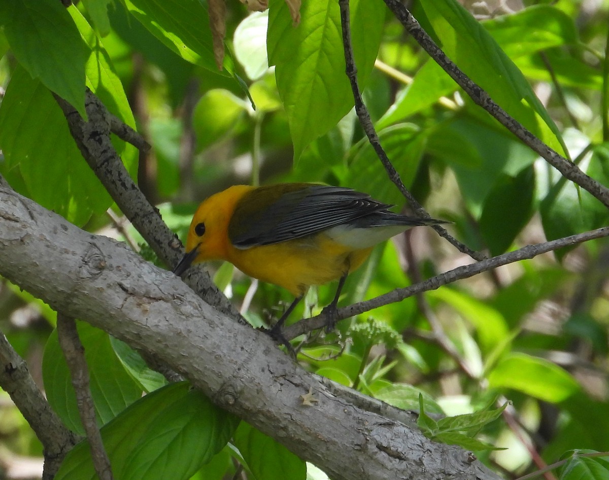 Prothonotary Warbler - ML619531406