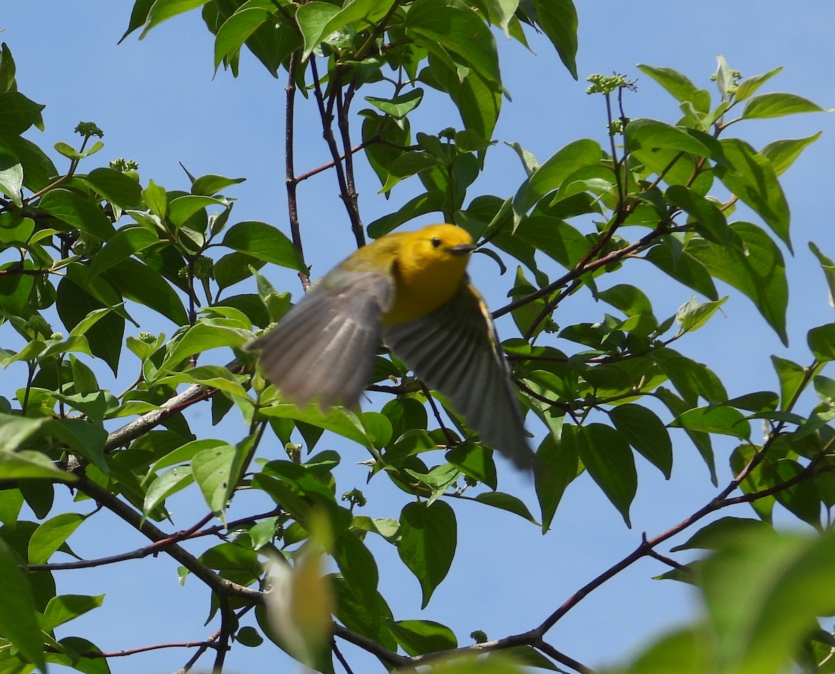 Prothonotary Warbler - ML619531409