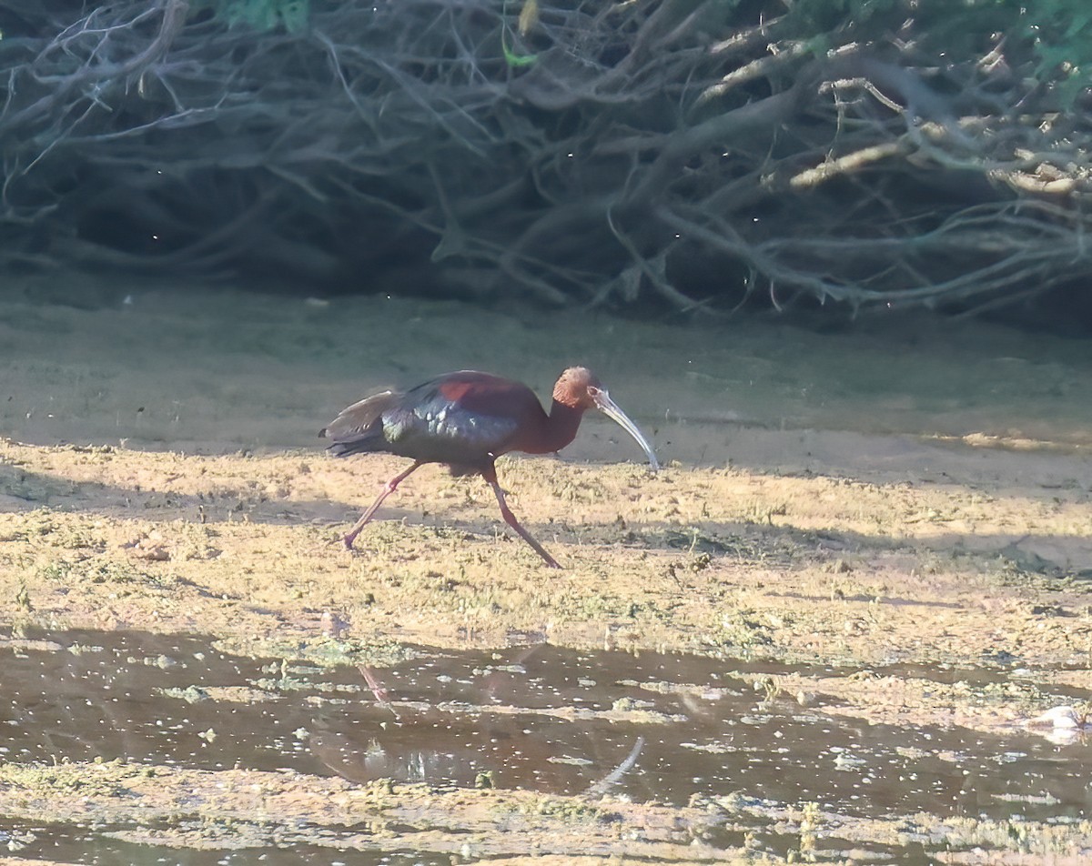ibis americký - ML619531410