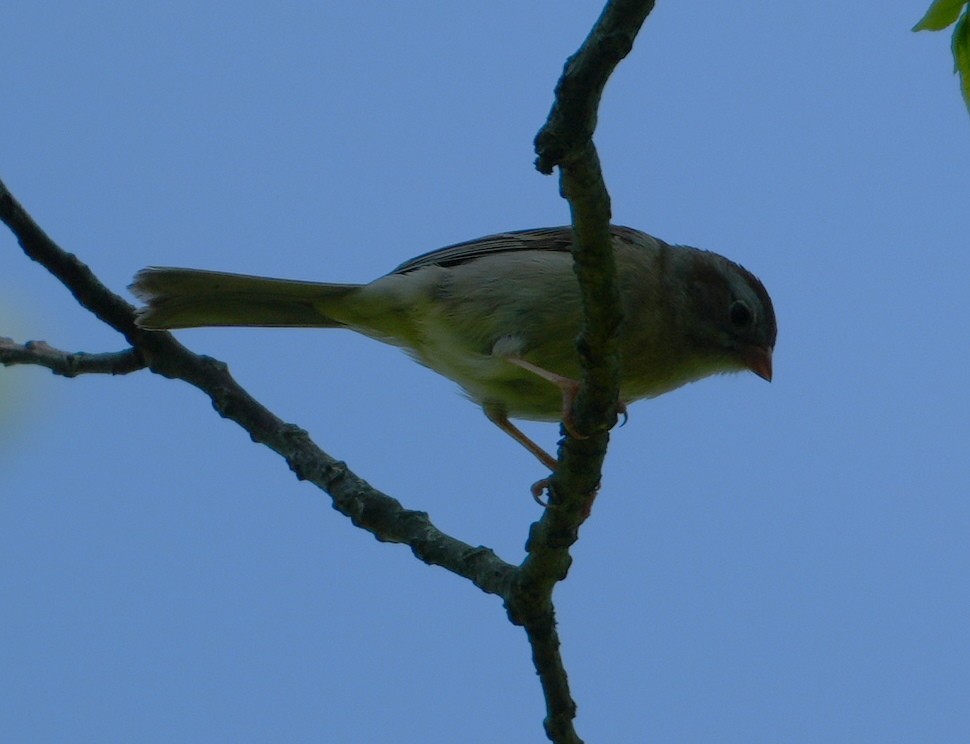 Field Sparrow - ML619531416