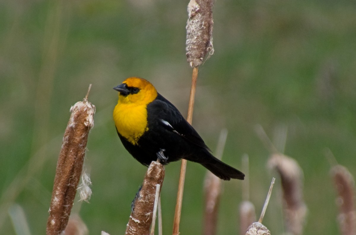 Yellow-headed Blackbird - ML619531453