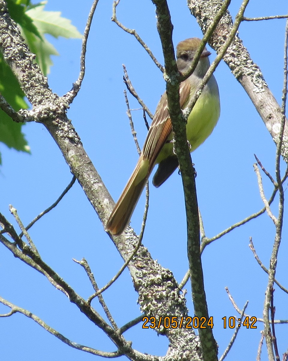 Great Crested Flycatcher - ML619531458