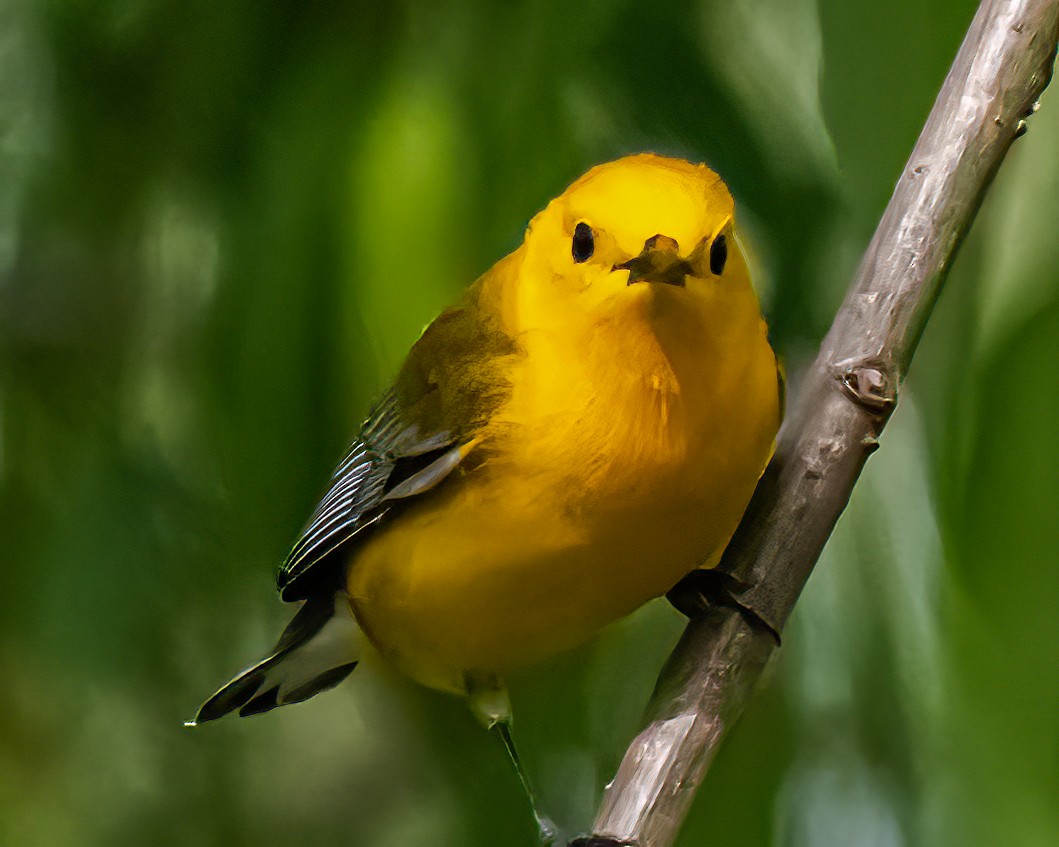 Prothonotary Warbler - ML619531460