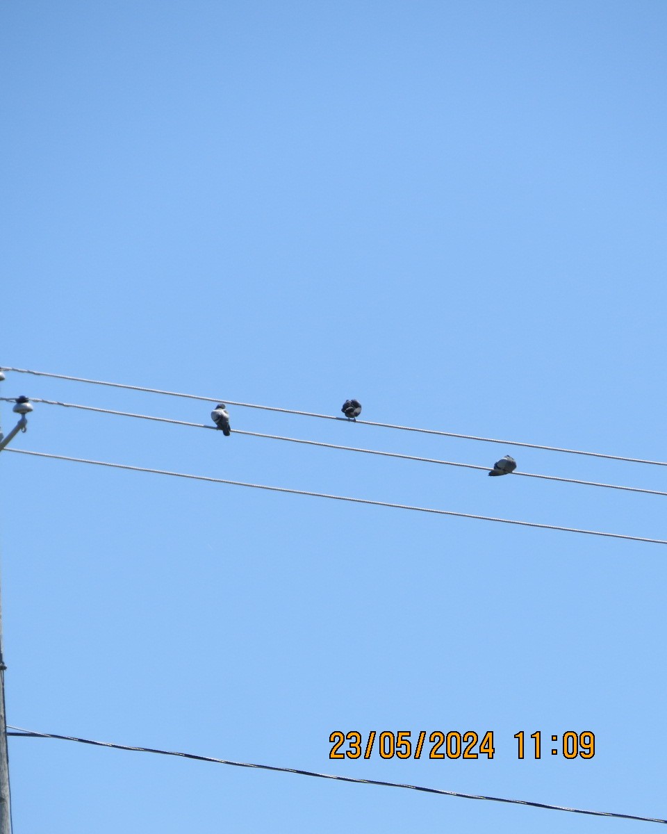 holub skalní (domácí) - ML619531464