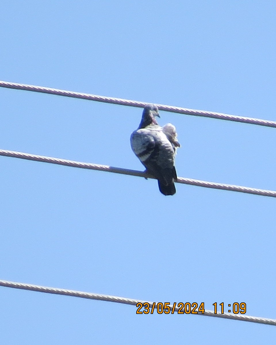 Сизый голубь (Одомашненного типа) - ML619531466