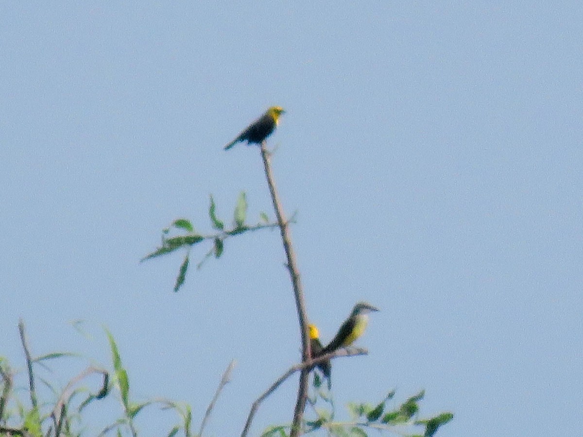 Yellow-hooded Blackbird - ML619531473