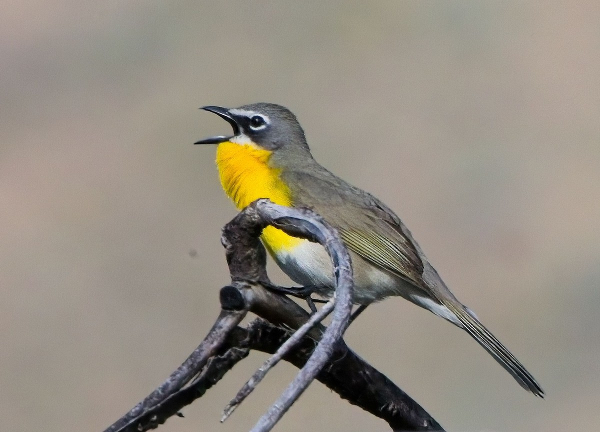 Yellow-breasted Chat - ML619531490