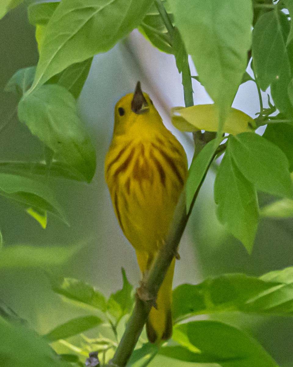 Yellow Warbler (Northern) - ML619531495