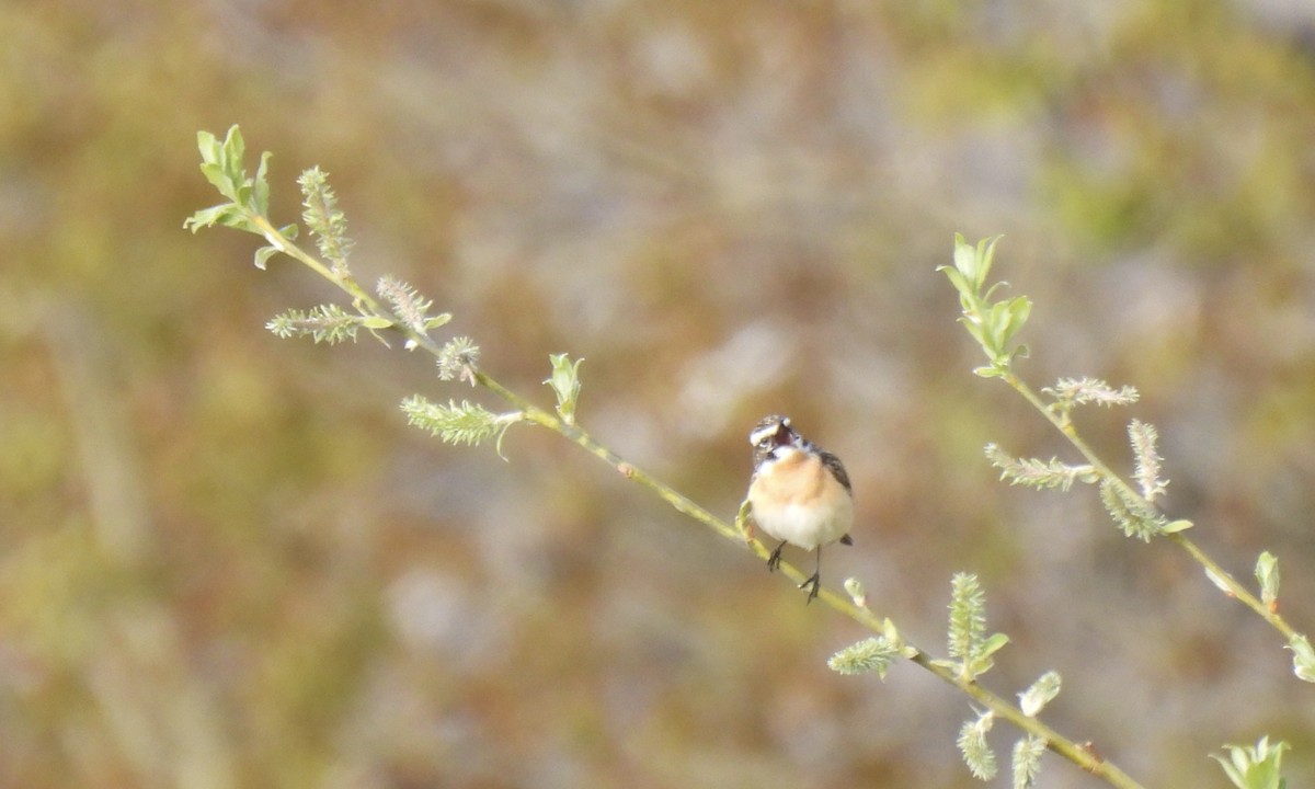 Whinchat - ML619531496