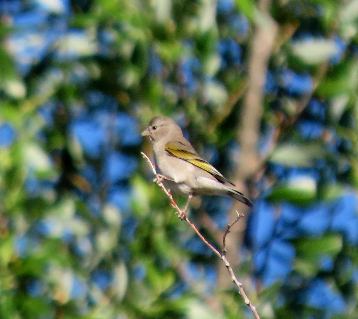 Lawrence's Goldfinch - ML619531522
