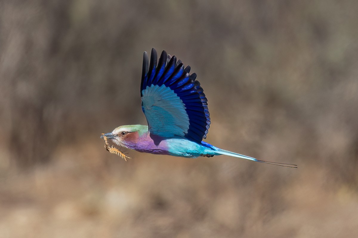 Lilac-breasted Roller - ML619531523