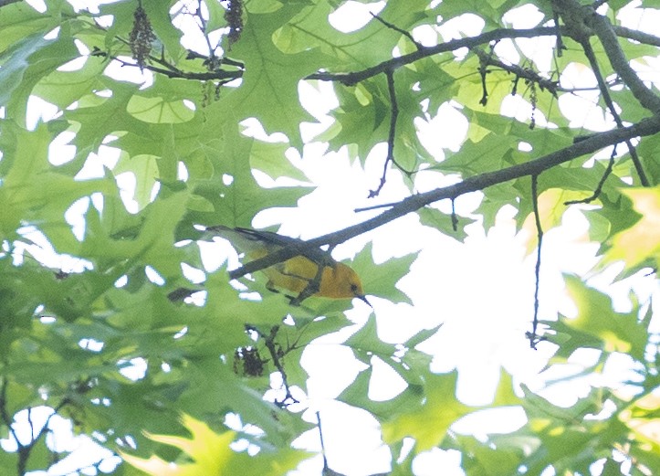 Prothonotary Warbler - ML619531559
