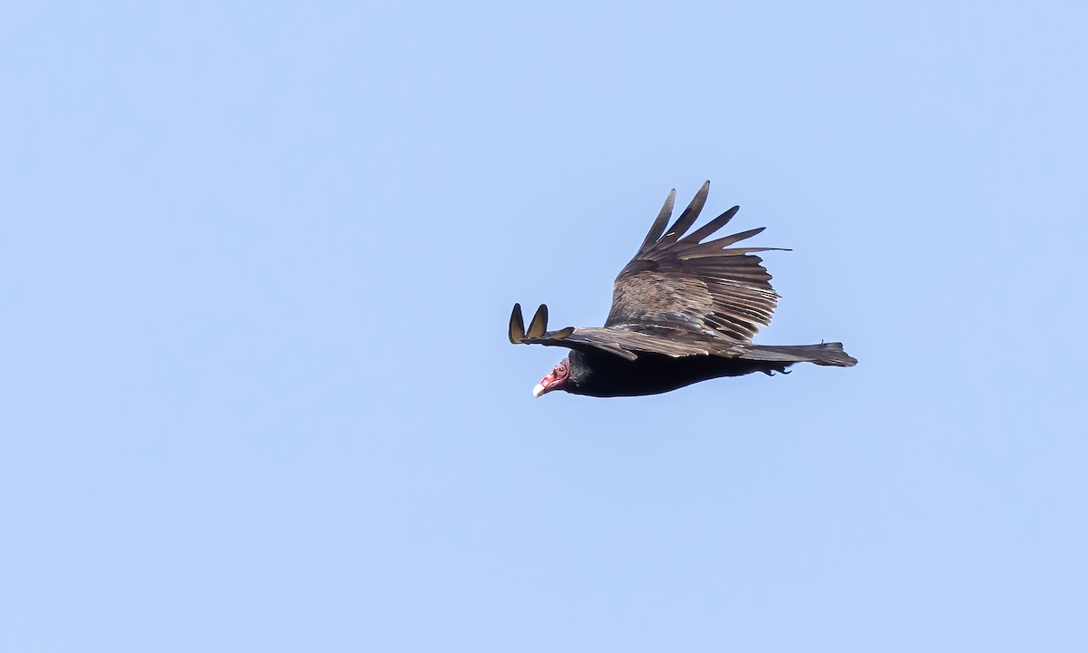 Turkey Vulture - ML619531589