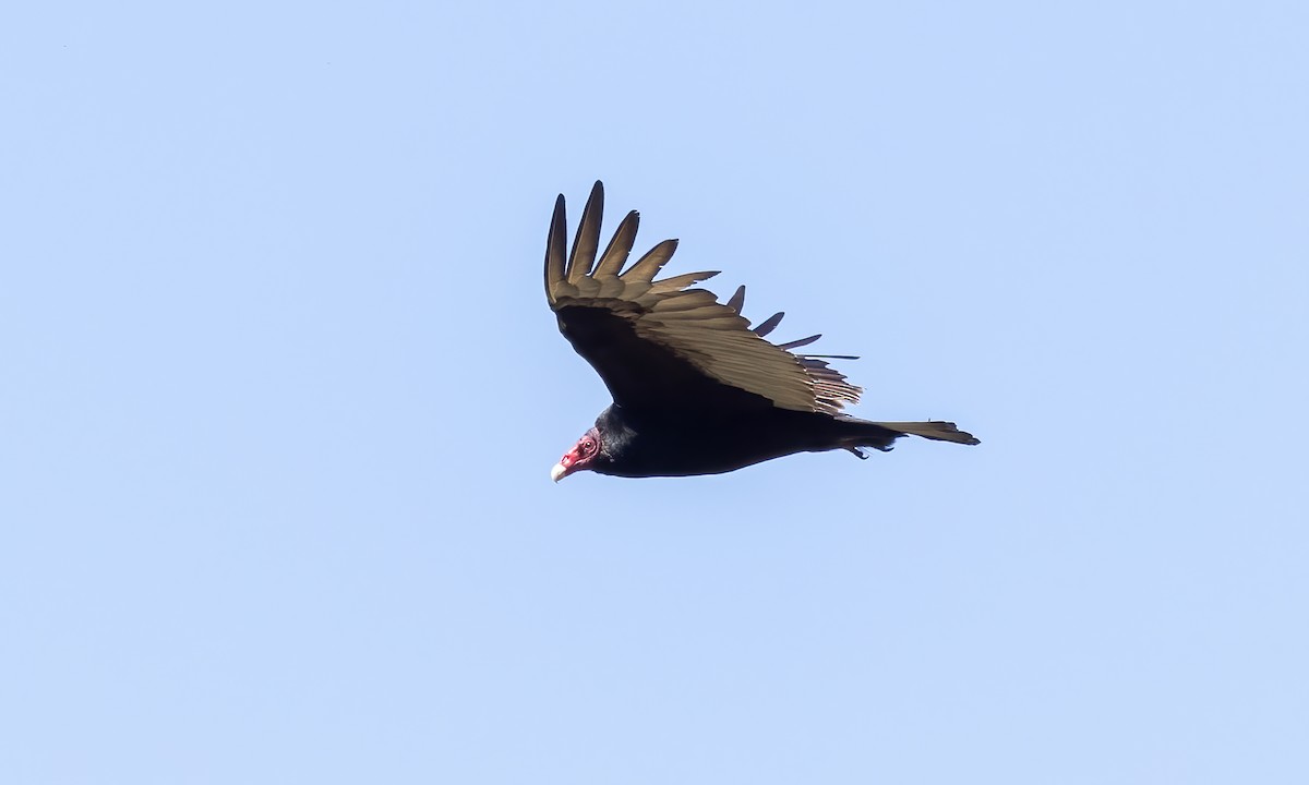Turkey Vulture - ML619531590