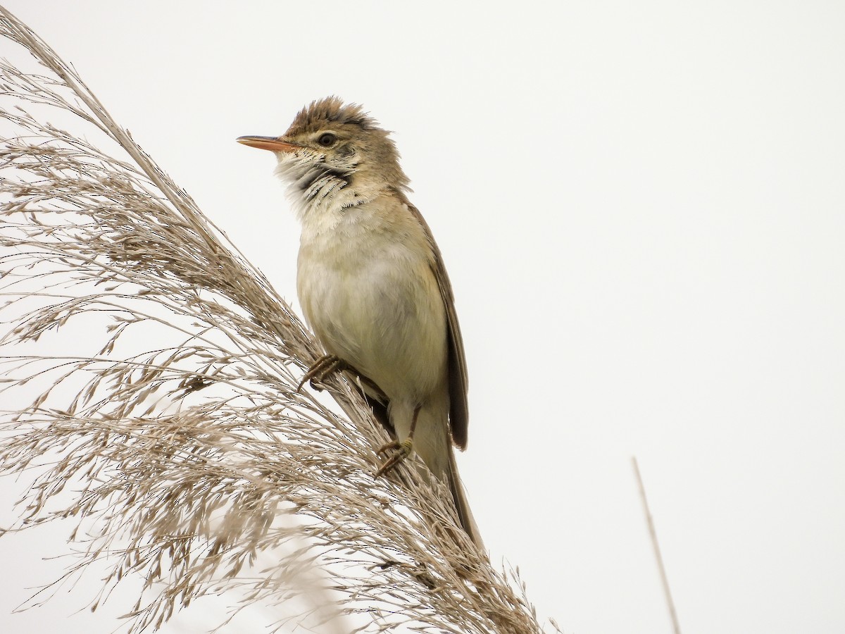 Common Reed Warbler - ML619531597