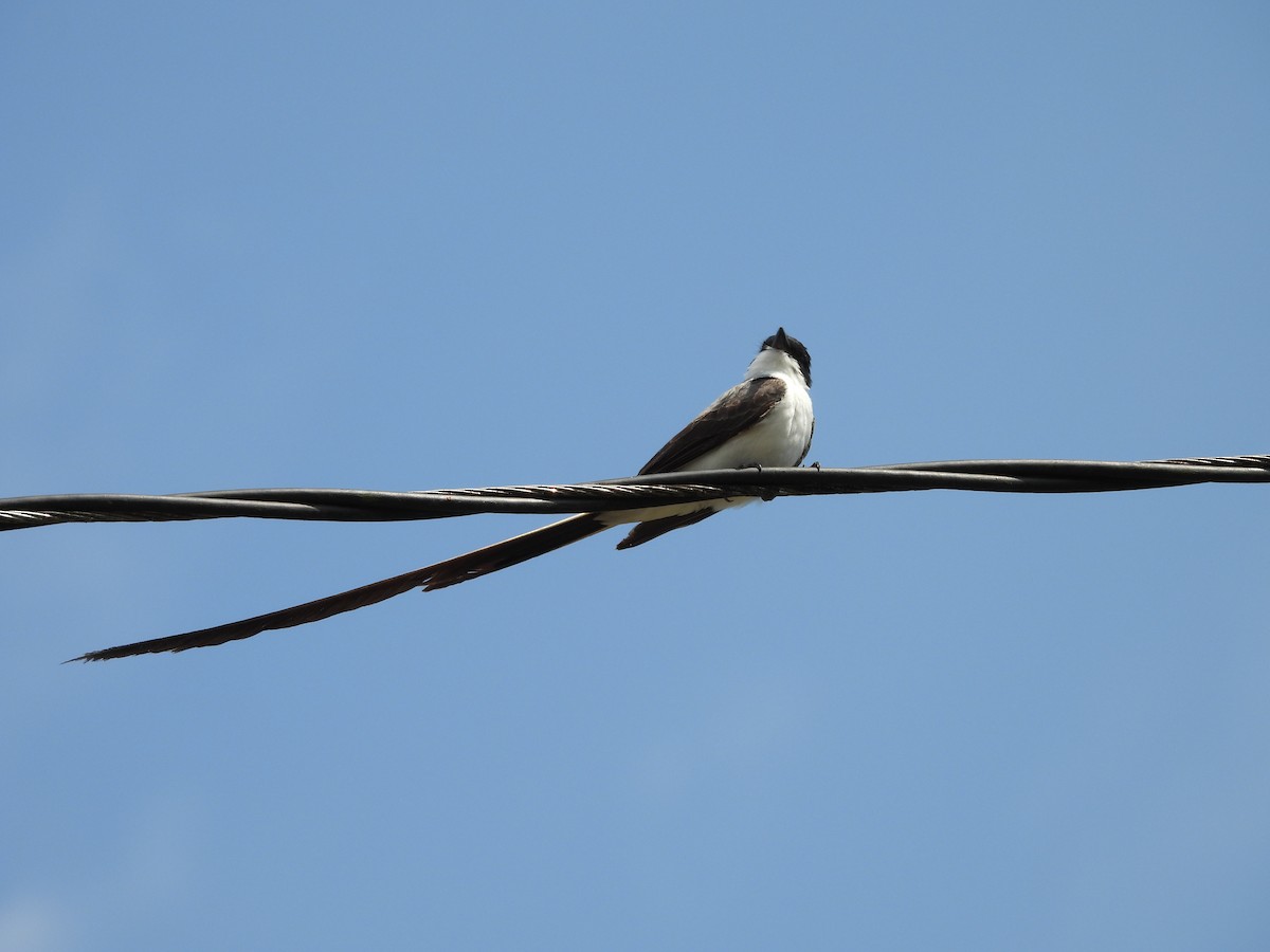 Fork-tailed Flycatcher - ML619531609