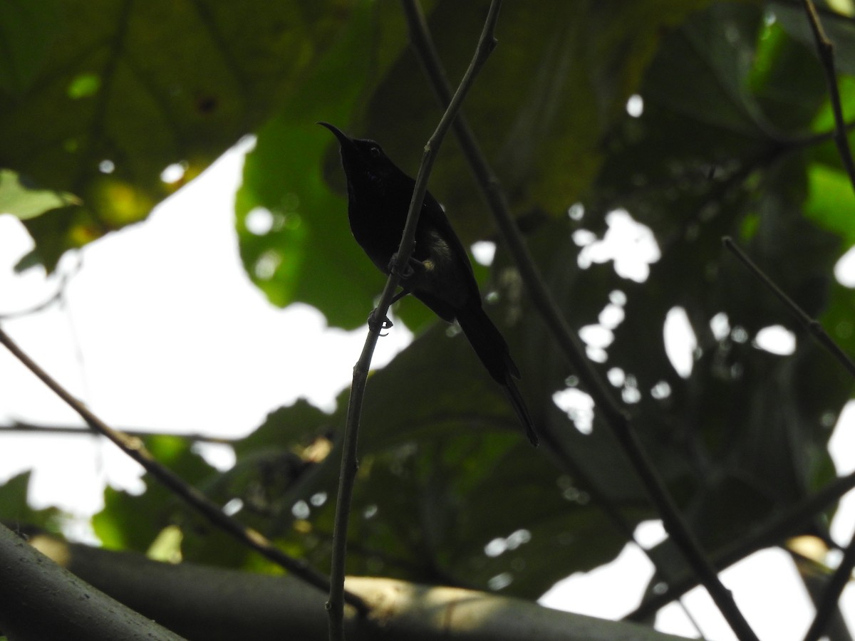 Black-throated Sunbird - ML619531613