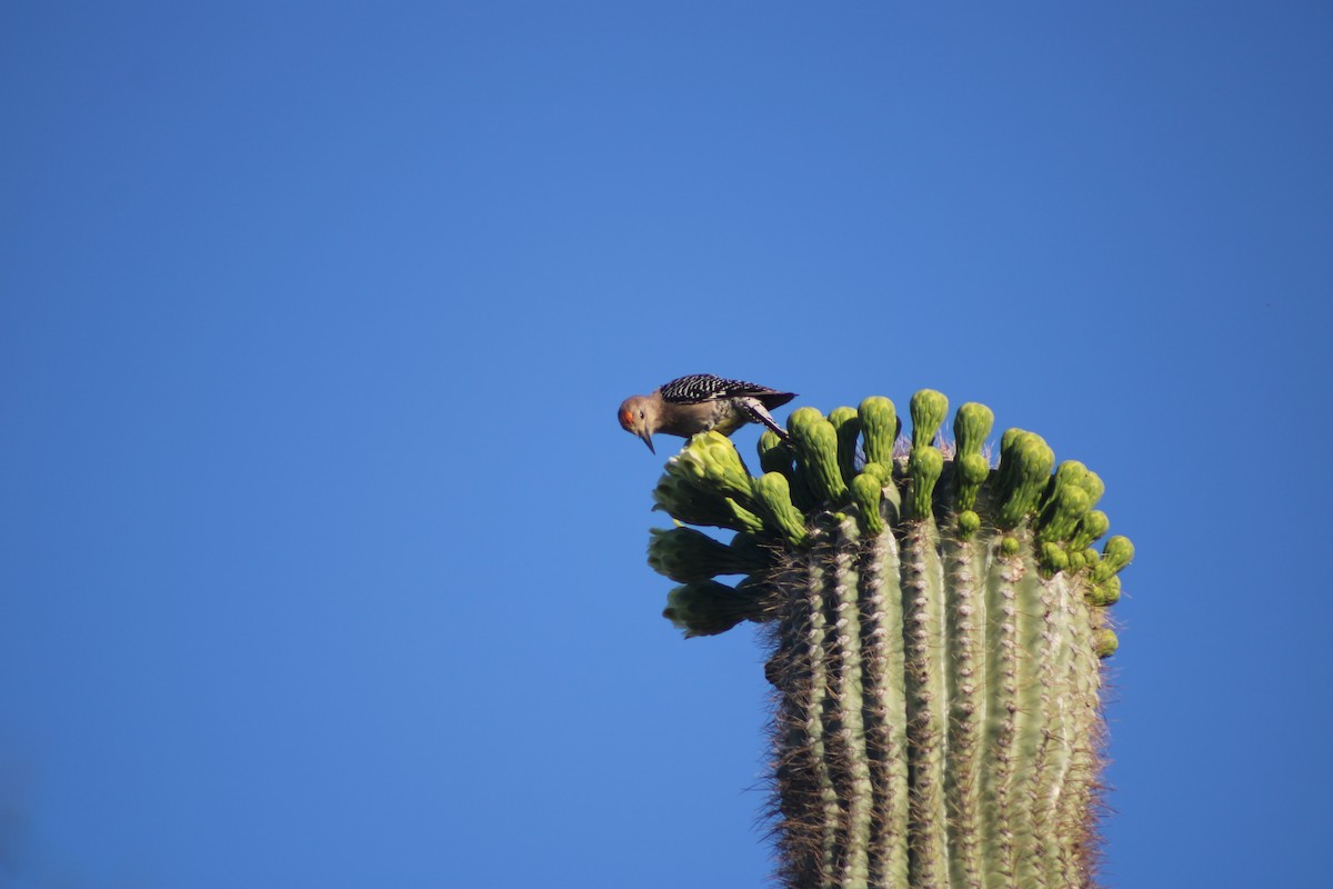 Pic des saguaros - ML619531631