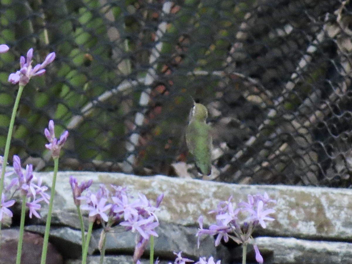 Anna's Hummingbird - ML619531632