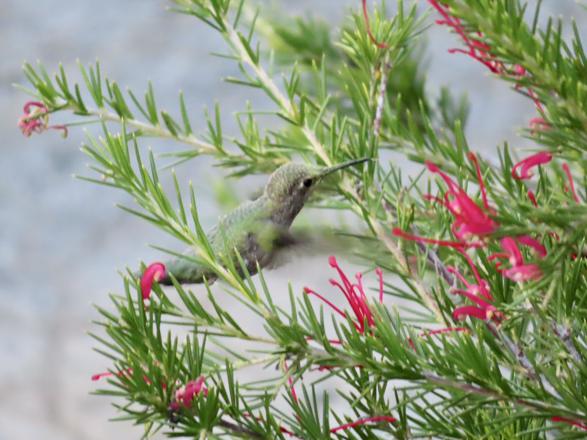 Anna's Hummingbird - ML619531633