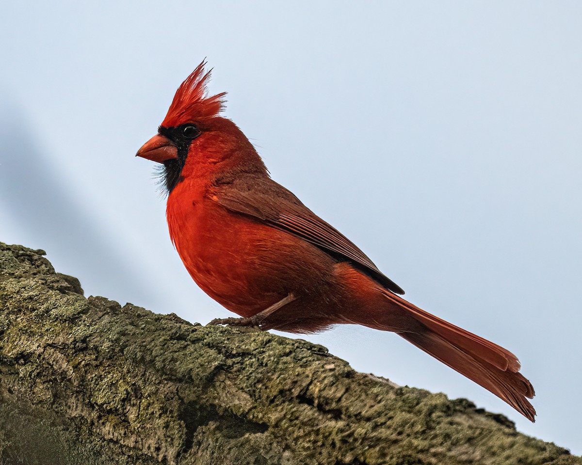 Cardinal rouge - ML619531636