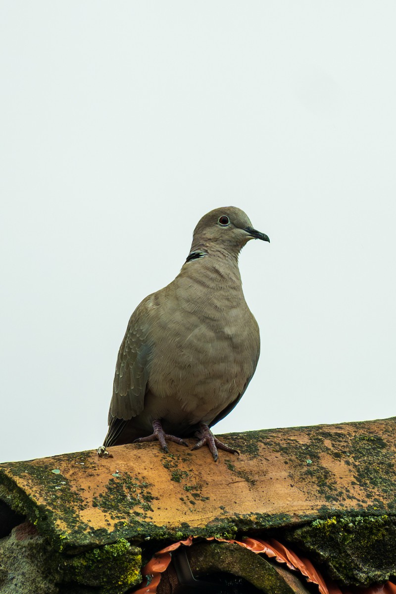 Eurasian Collared-Dove - ML619531640