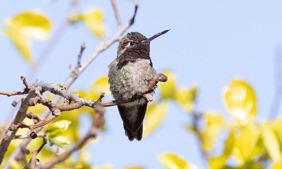 Anna's Hummingbird - ML619531658