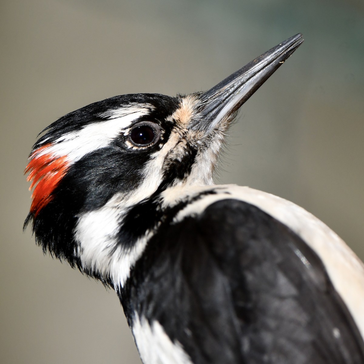 Hairy Woodpecker (Rocky Mts.) - ML619531771