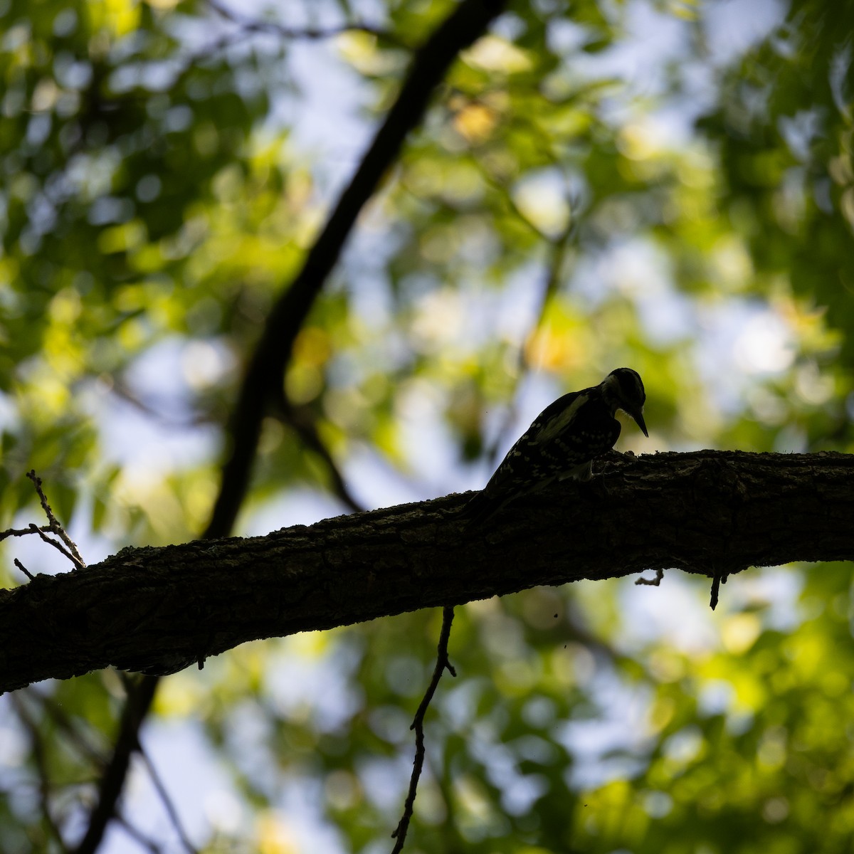 Pileated Woodpecker - ML619531785
