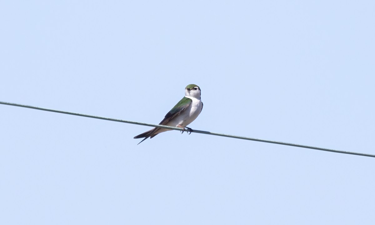 Violet-green Swallow - ML619531800