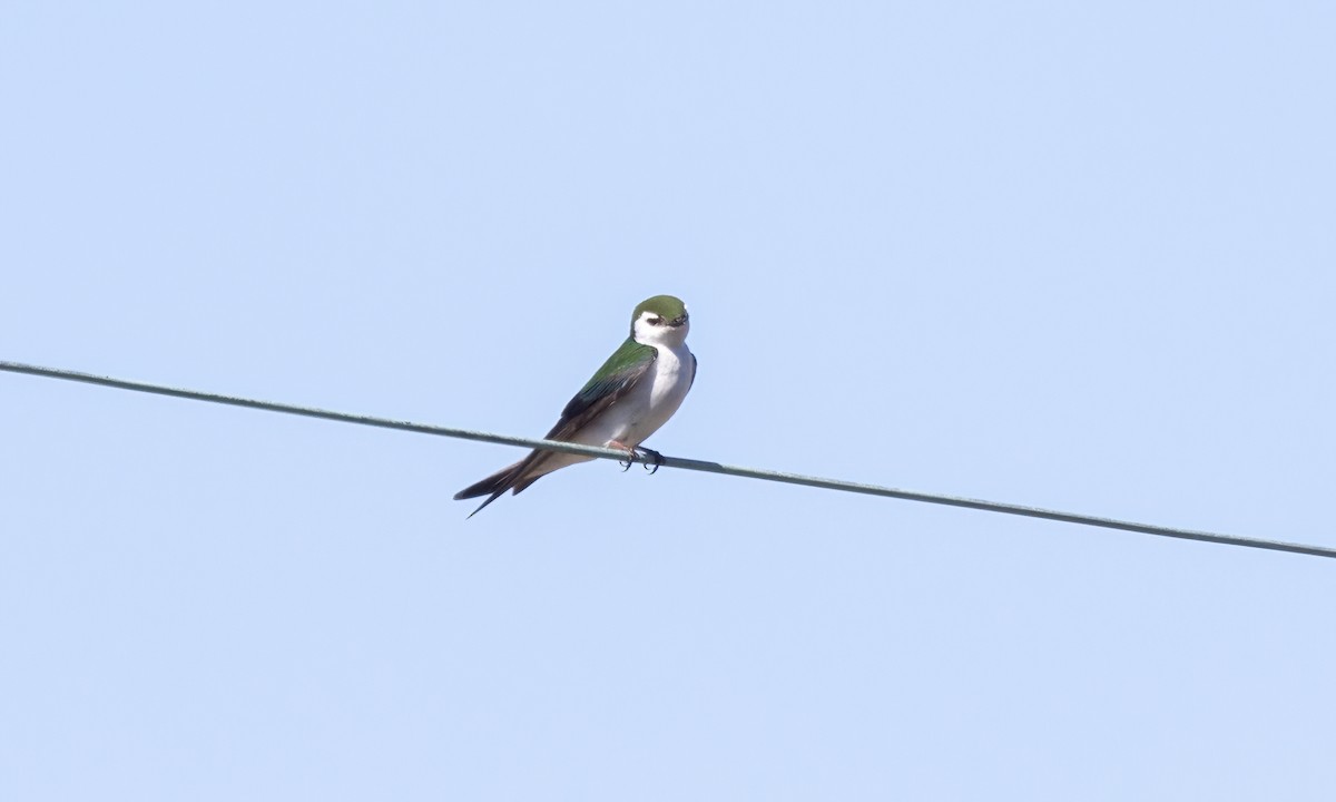 Violet-green Swallow - ML619531803