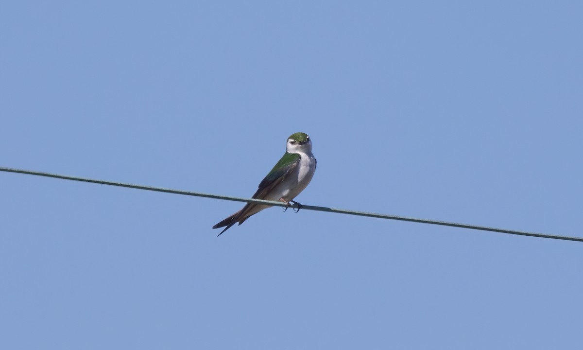 Violet-green Swallow - ML619531804