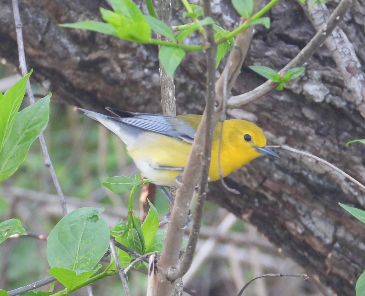 Prothonotary Warbler - ML619531817