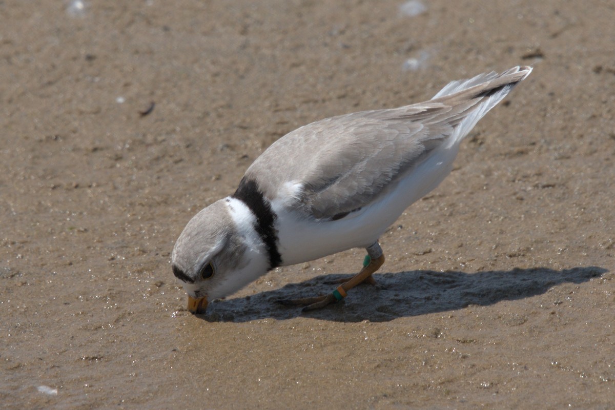 Piping Plover - ML619531835