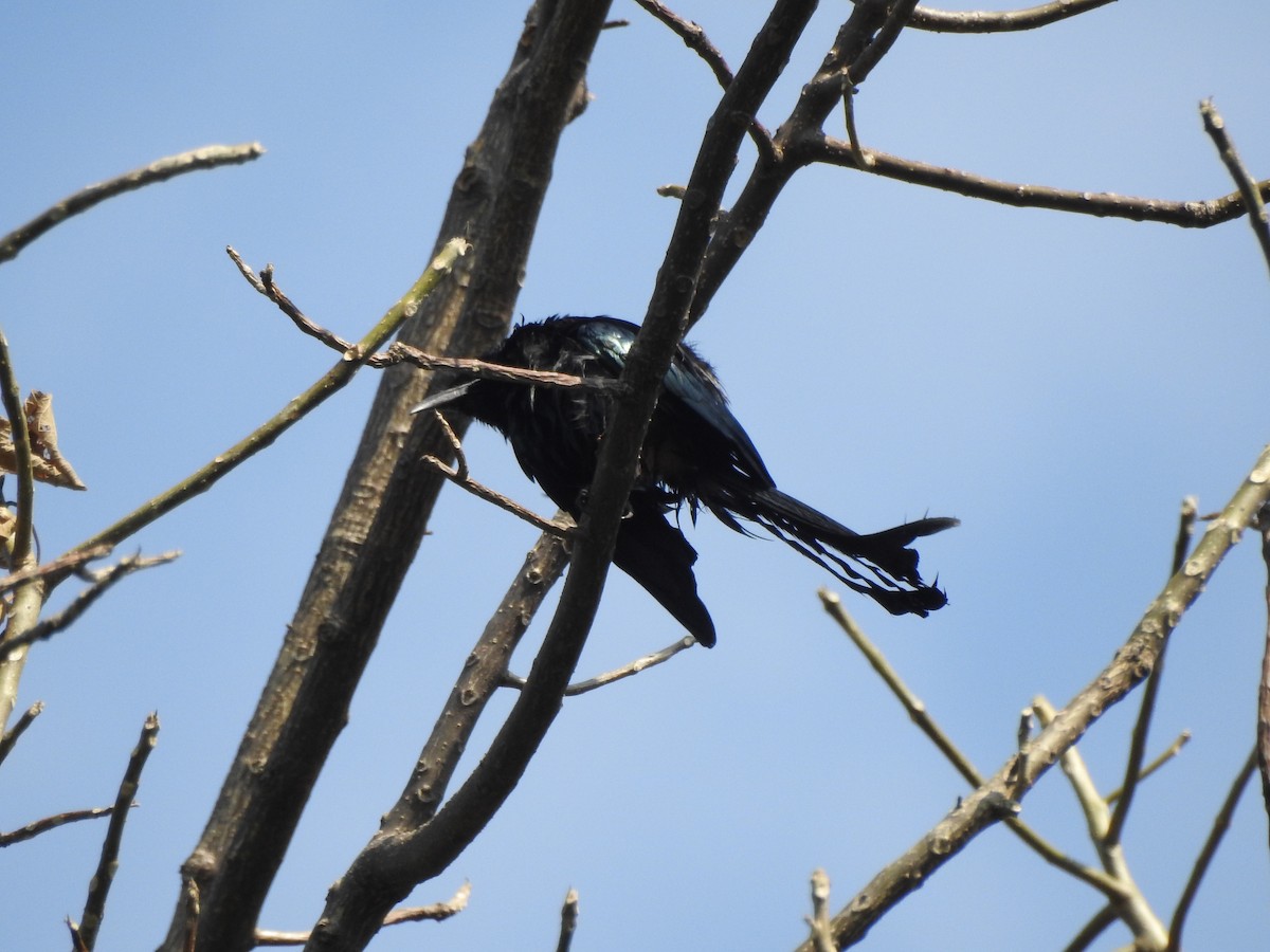 Hair-crested Drongo - ML619531850