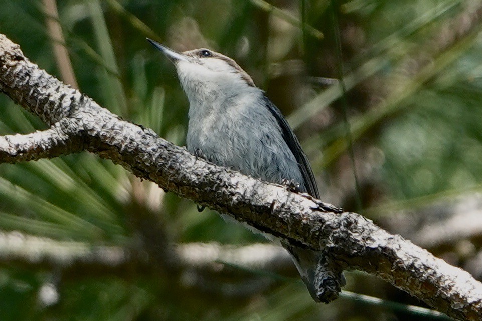 Brown-headed Nuthatch - ML619531851