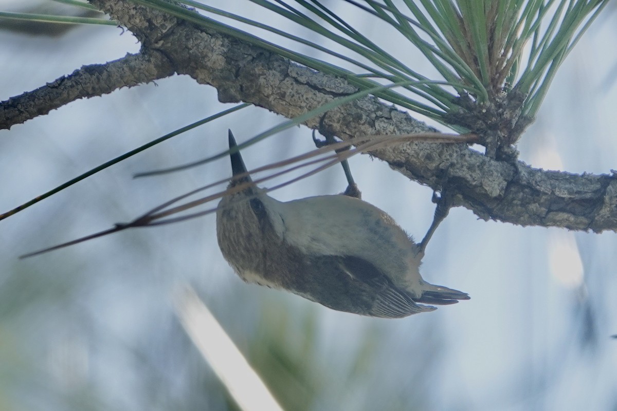 Brown-headed Nuthatch - ML619531854