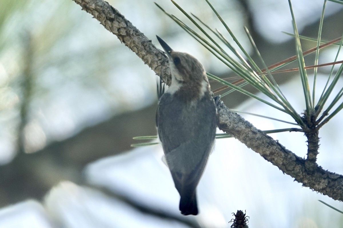 Brown-headed Nuthatch - ML619531859
