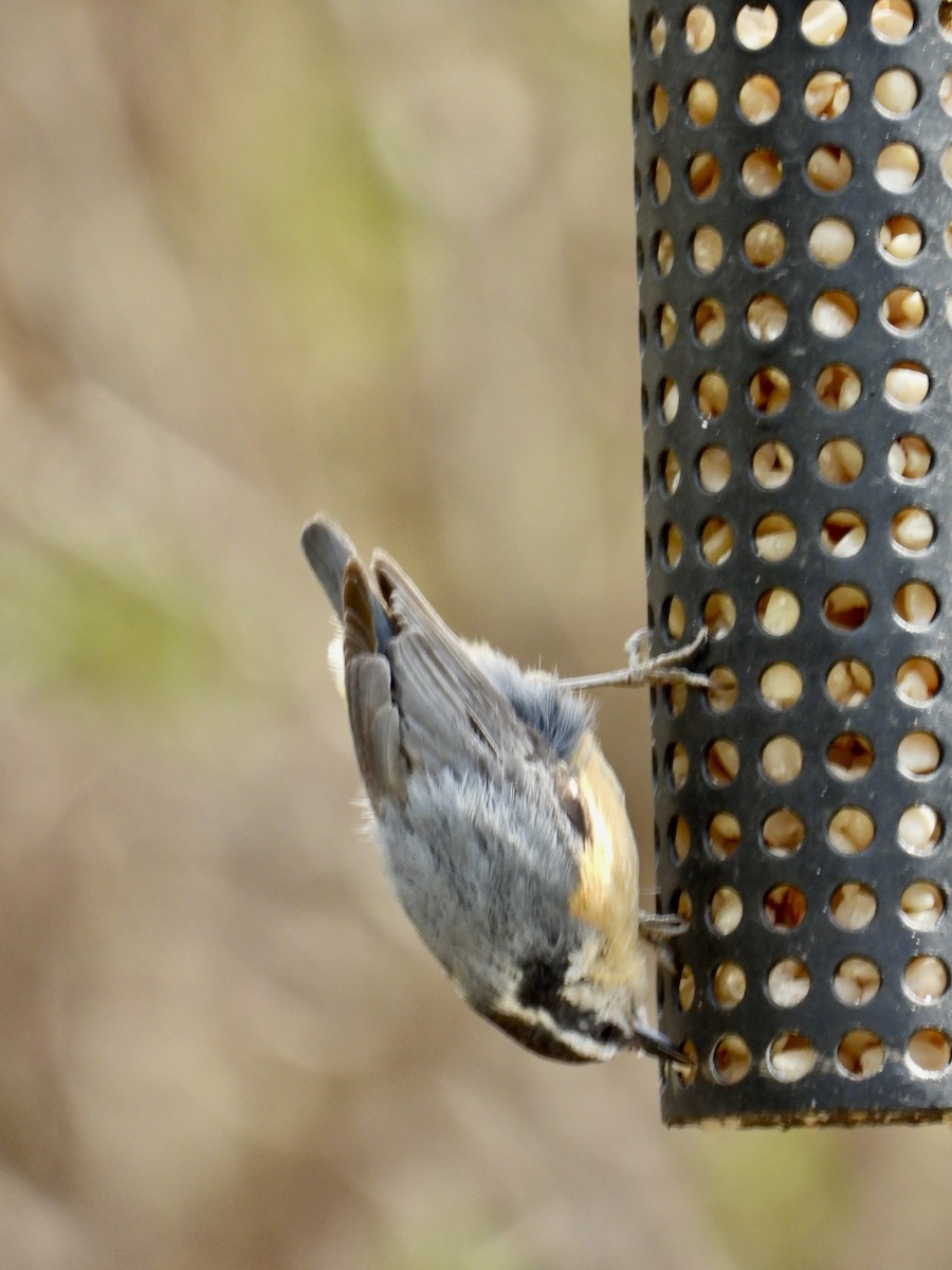 Red-breasted Nuthatch - ML619531877
