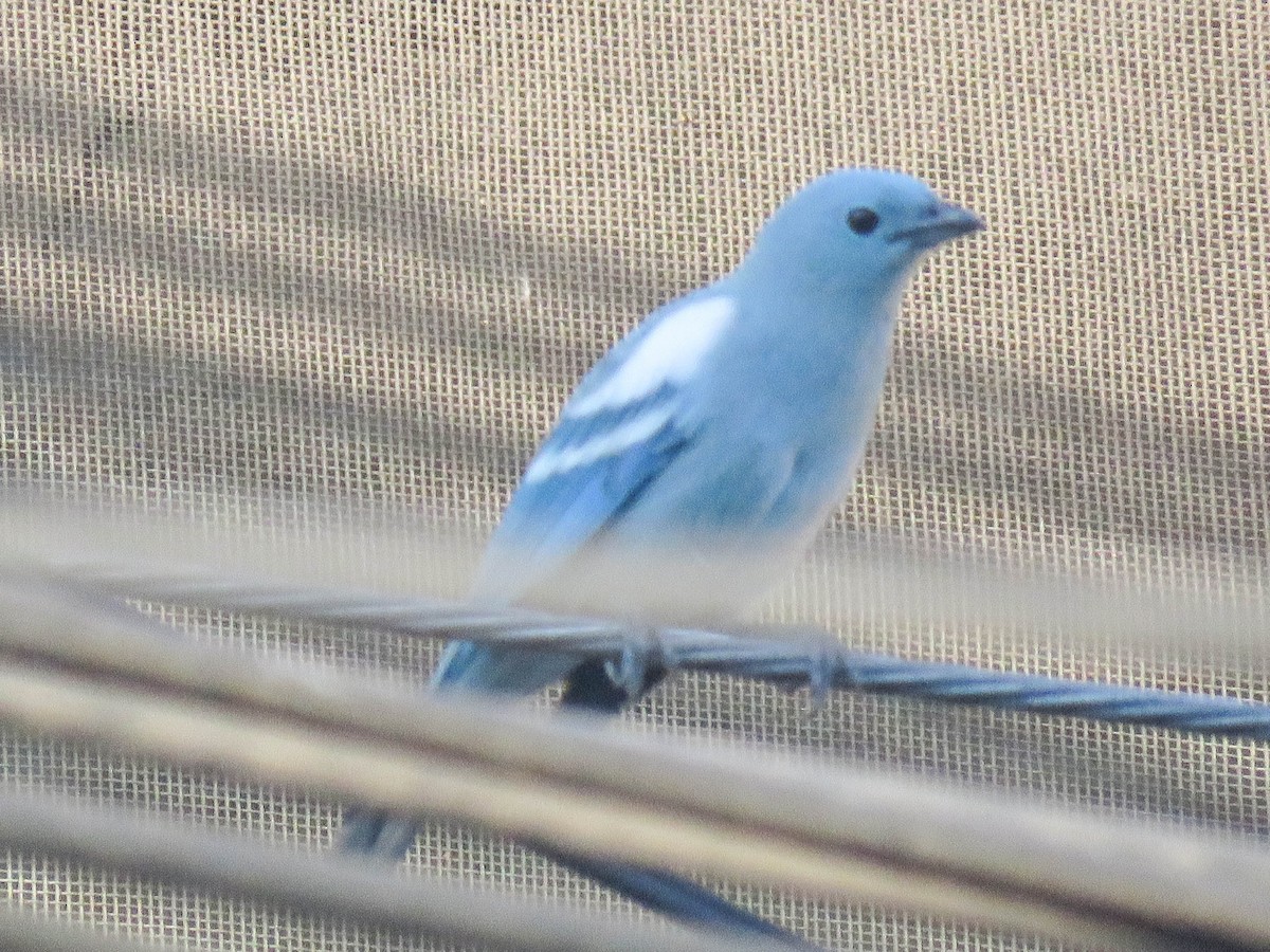 Blue-gray Tanager - ML619531956