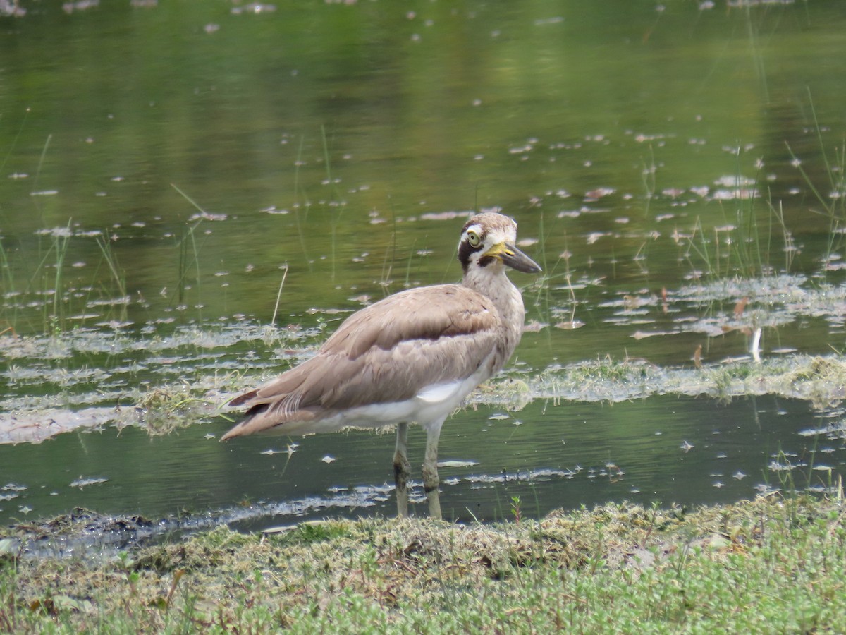 Great Thick-knee - ML619531976