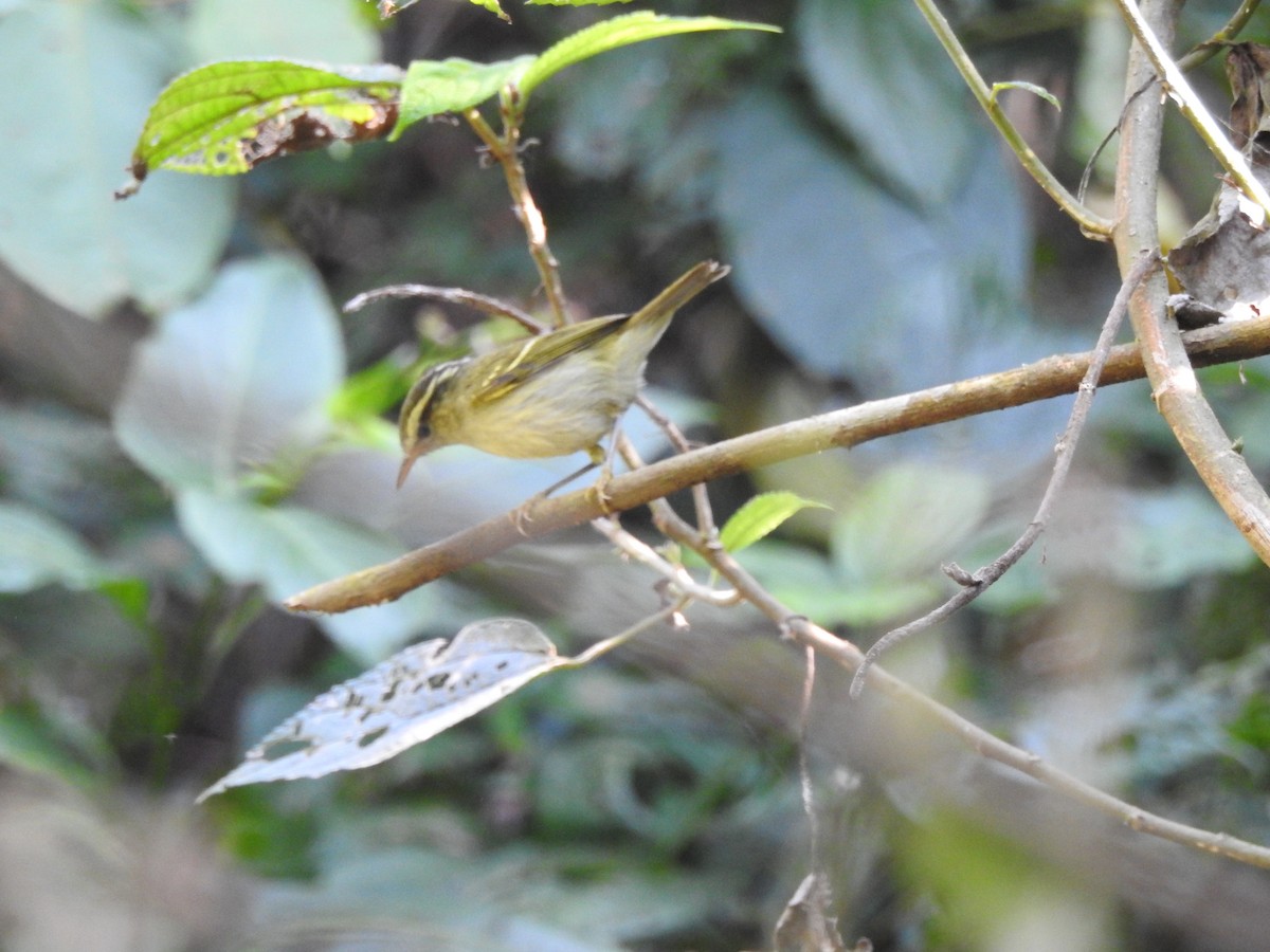 Yellow-browed Warbler - ML619531981