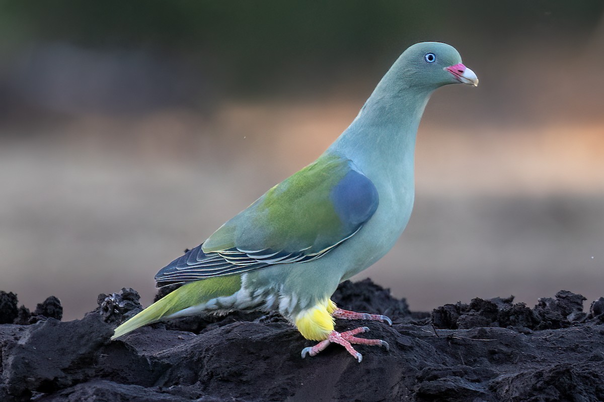 African Green-Pigeon - ML619532021