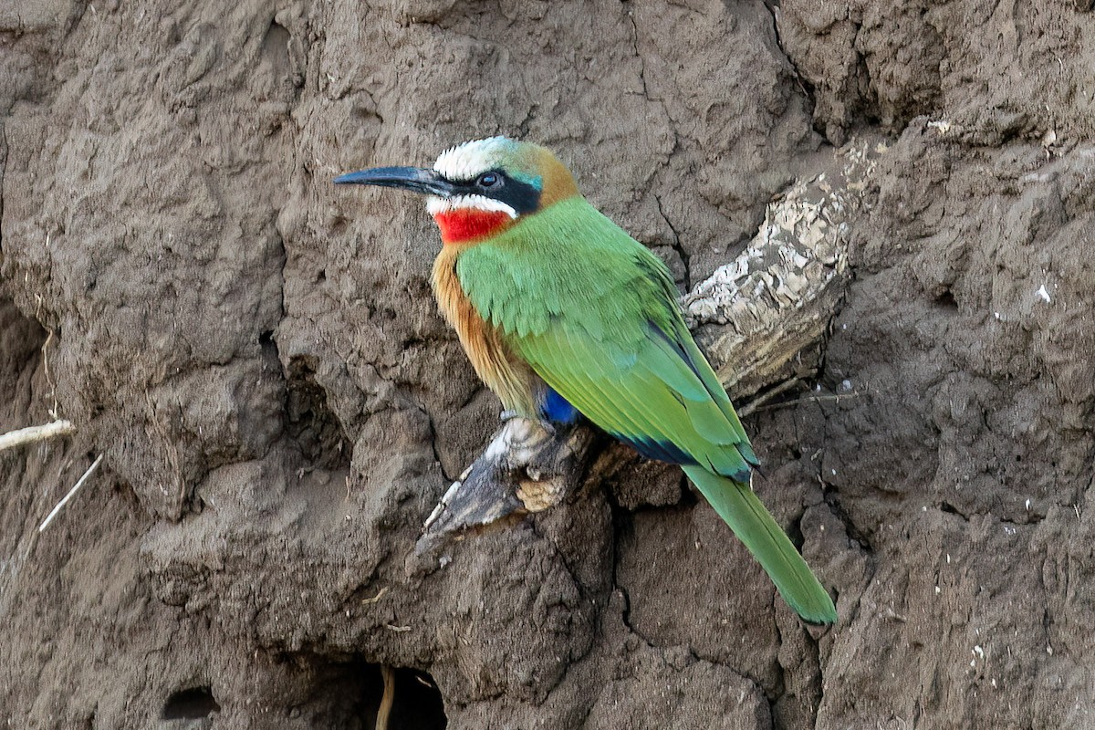 White-fronted Bee-eater - ML619532053