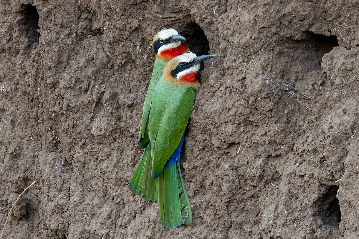 White-fronted Bee-eater - ML619532054