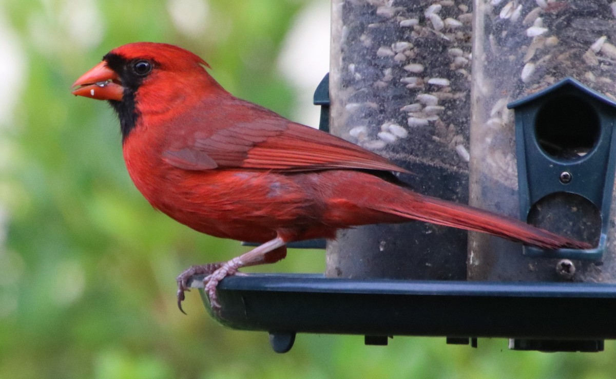 Cardinal rouge - ML619532067