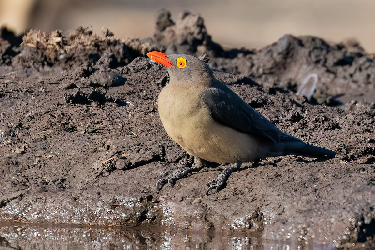 Red-billed Oxpecker - ML619532070
