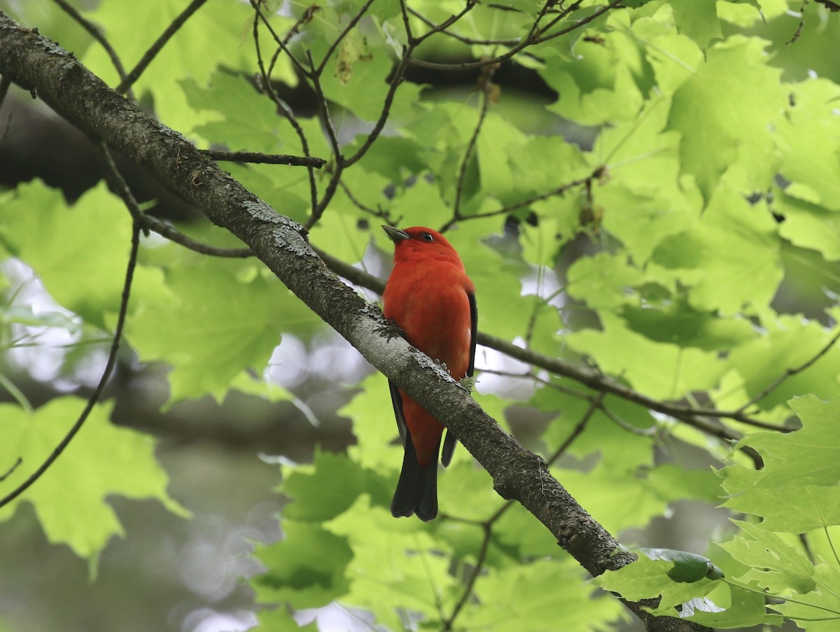 Scarlet Tanager - ML619532078