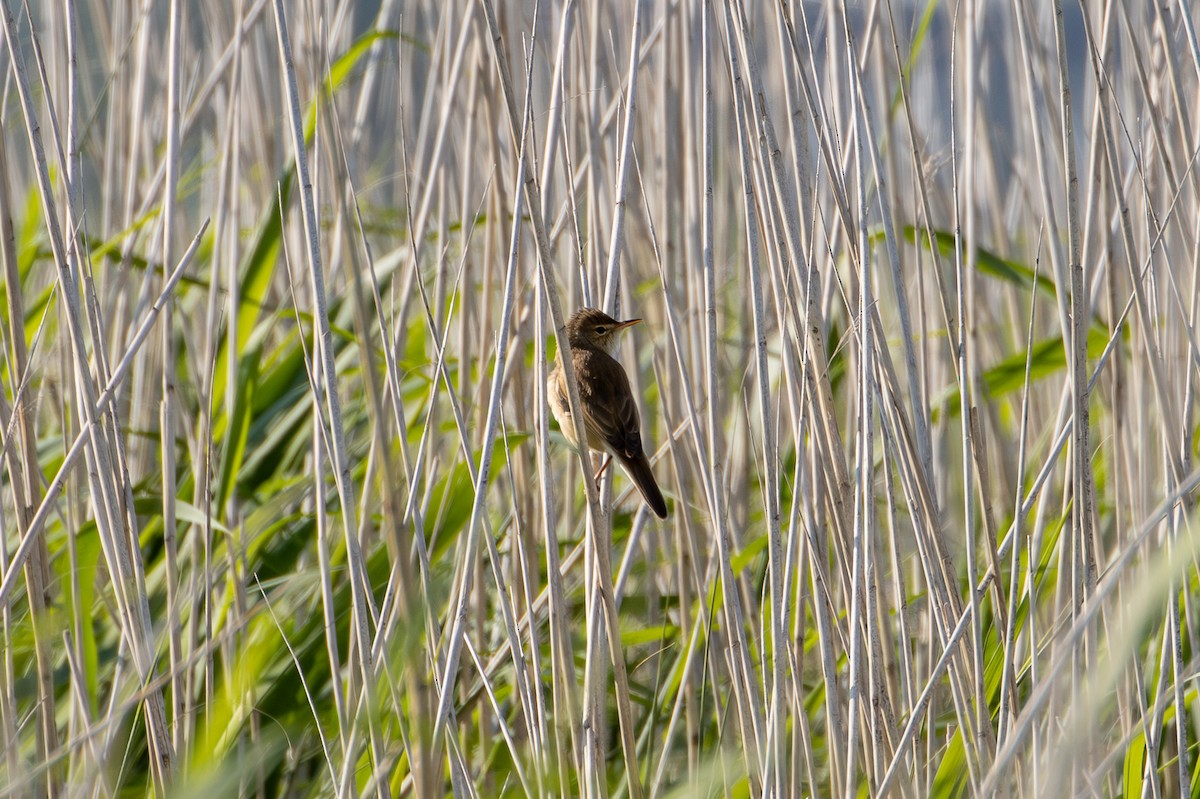 Common Reed Warbler - ML619532096